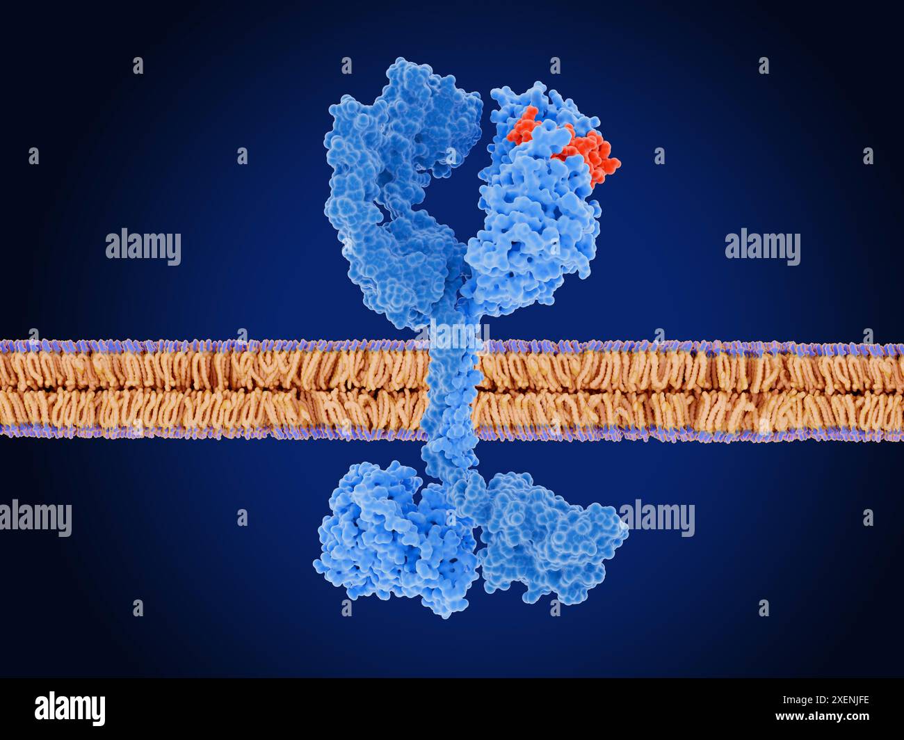 Illustration d'une membrane cellulaire humaine (violet et orange) montrant un récepteur 3 du facteur de croissance épidermique humain (HER3, bleu) lié à une molécule du récepteur du facteur de croissance épidermique (EGFR) (bleu clair) qui a été activée par le facteur de croissance épidermique (EGF, rouge). Dans les cellules saines, HER3 se lie à l'une des trois protéines de la famille EGFR dans le cadre des voies de signalisation cellulaire qui sont essentielles à la prolifération, à l'adhésion, à la survie et au développement cellulaires. La dysrégulation de cette famille de protéines est liée à la progression du cancer. Banque D'Images