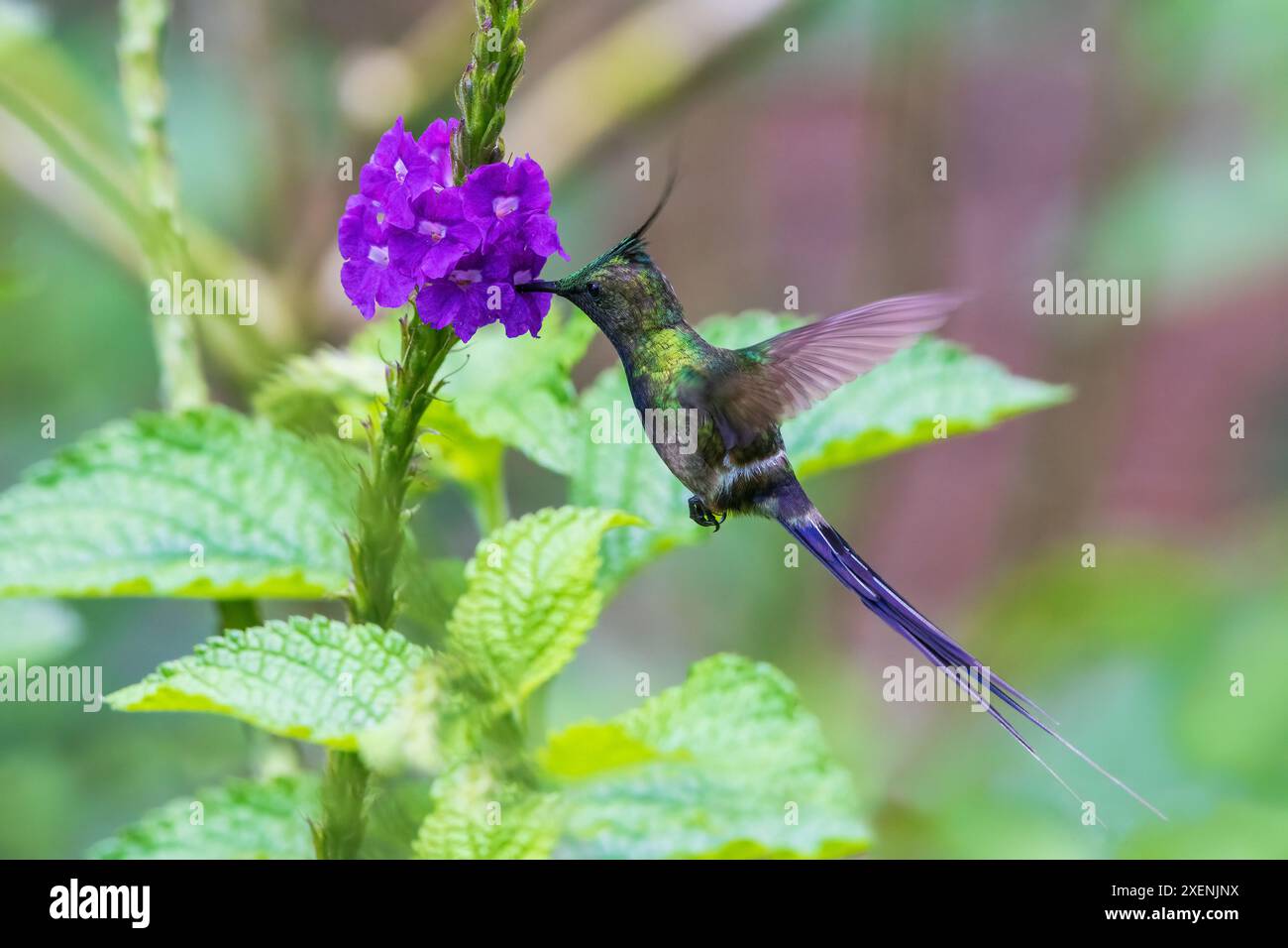 Recherche de queue d'épine à crête grillée dans la forêt du Pérou Banque D'Images