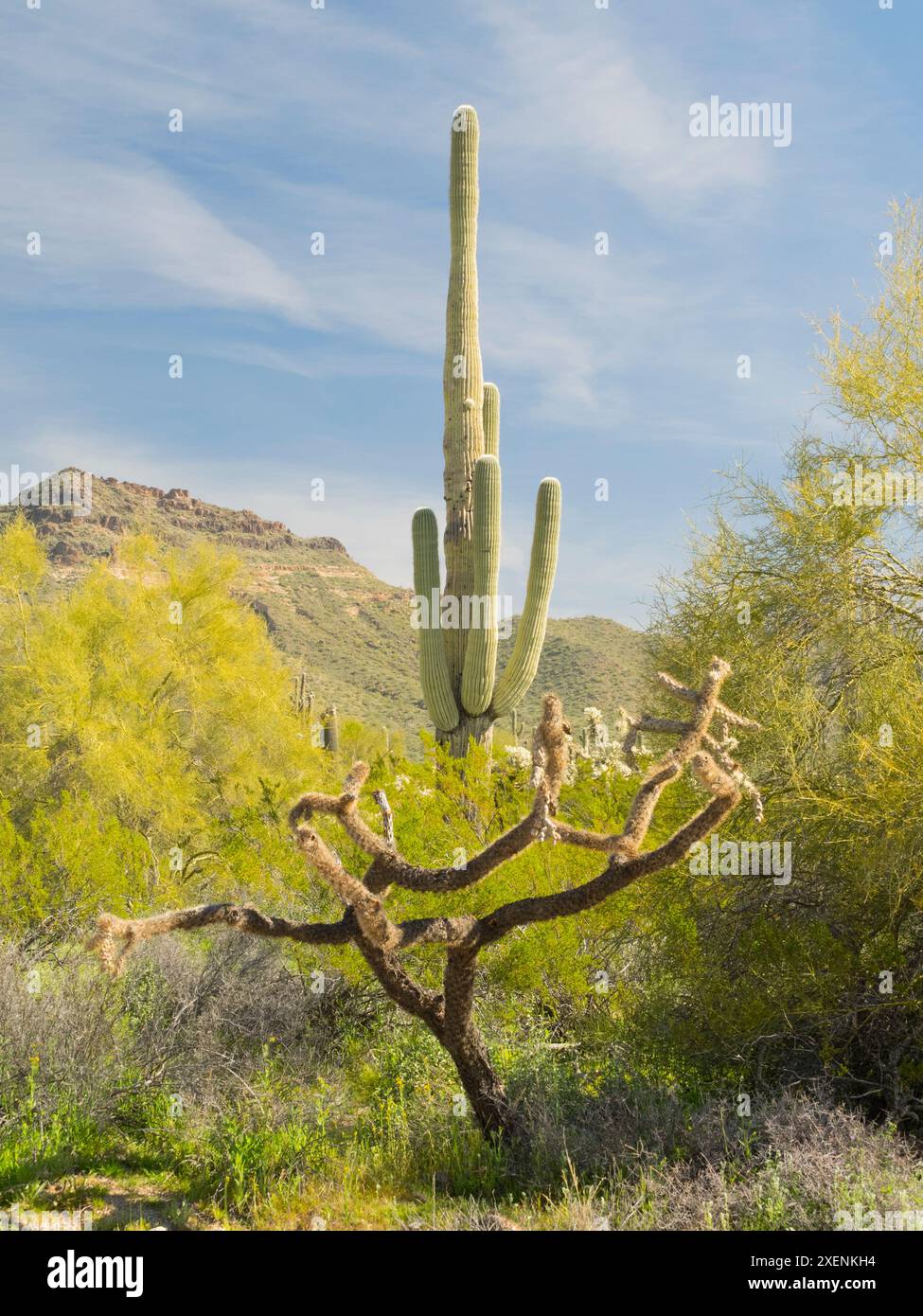 Arizona, désert de Sonora, forêt nationale de Tonto. Vieux cactus saguaro multi-bras avec squelette de cactus cholla fruit à chaîne Banque D'Images