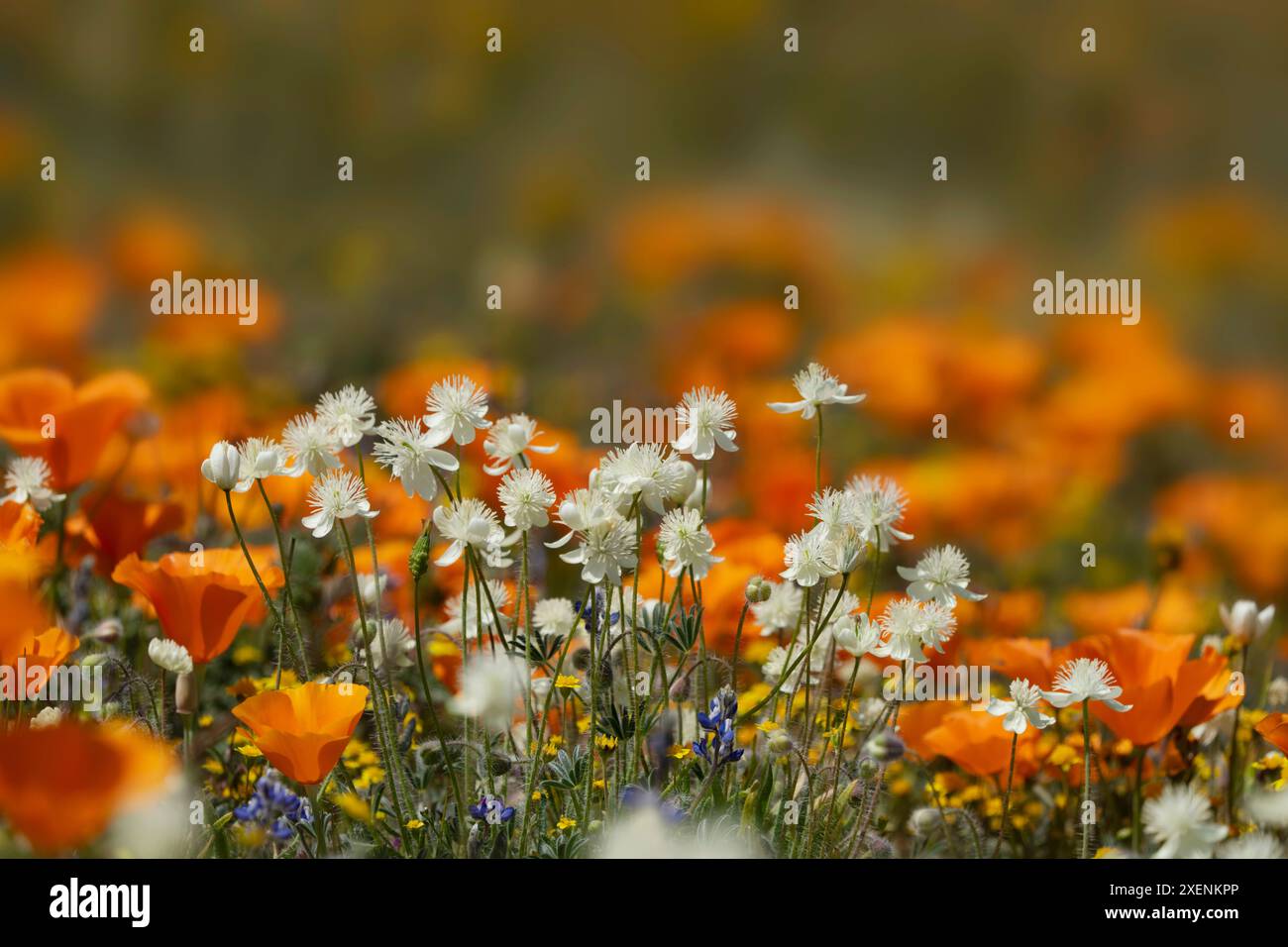 États-Unis, Californie, désert de Mojave. Gros plan sur les fleurs sauvages. Banque D'Images