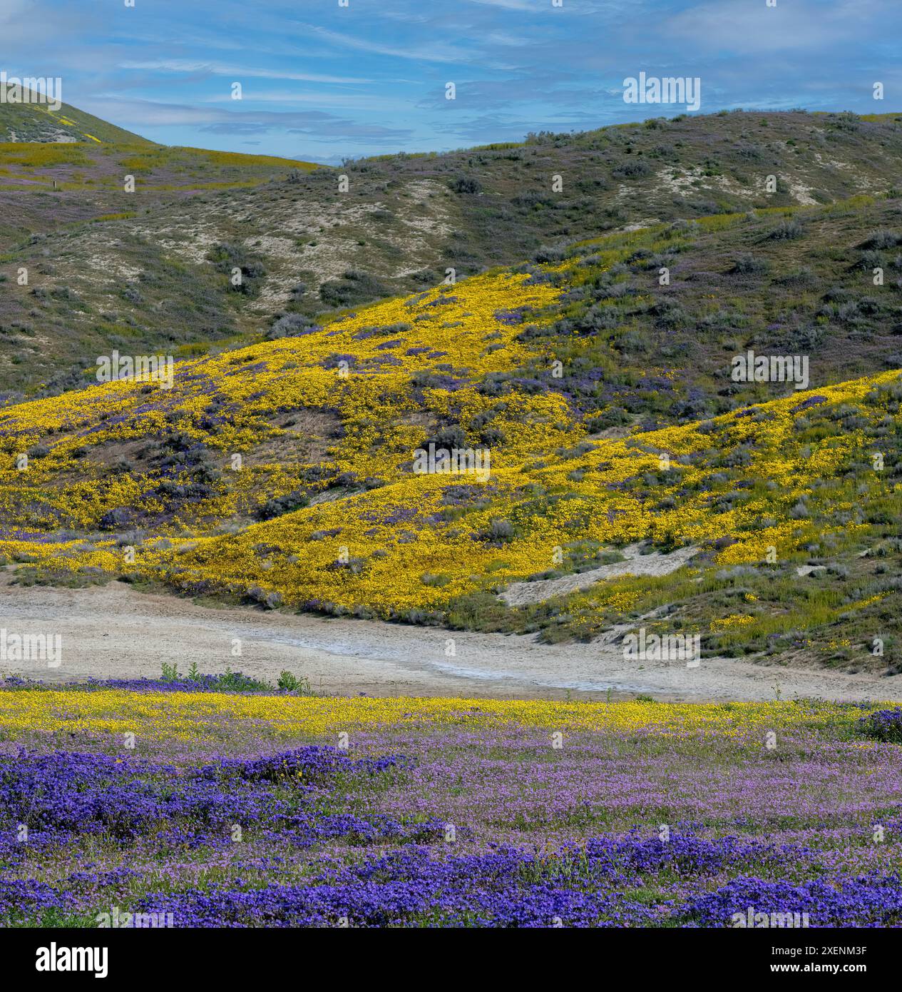 Un mélange de fleurs sauvages recouvre la colline dans les plaines Carrizo. Banque D'Images