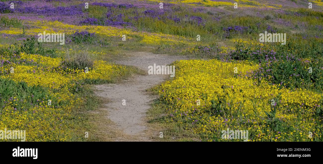 Des fleurs sauvages violettes et jaunes bordent un sentier attrayant dans les plaines de Carrizo. La région a connu une « super floraison » après de fortes pluies au début de 2023. Banque D'Images