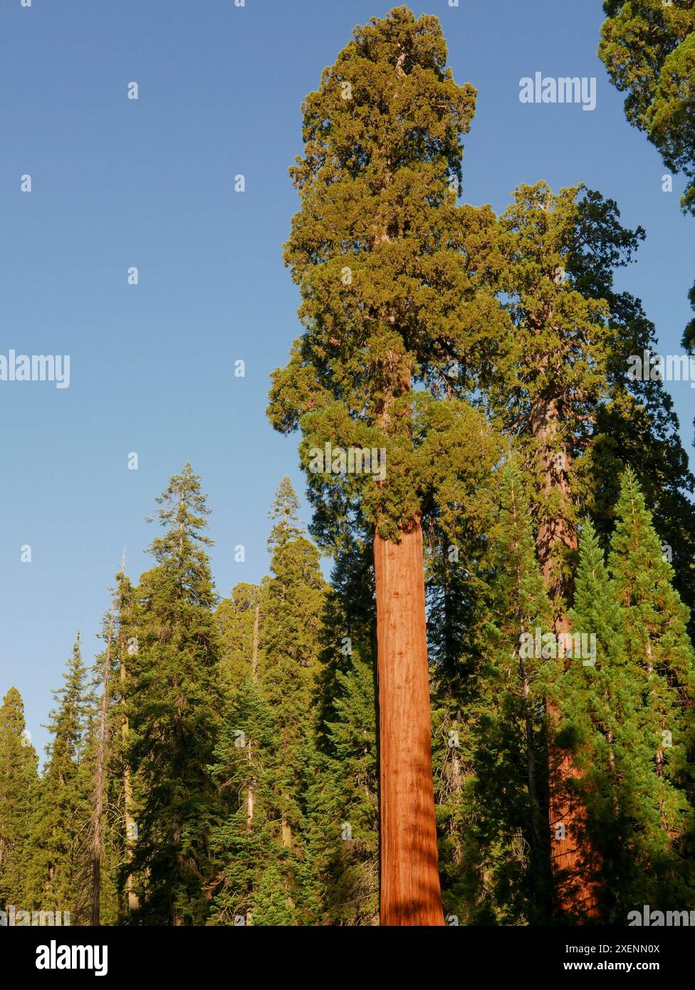 Sequoia National Park, Californie Banque D'Images
