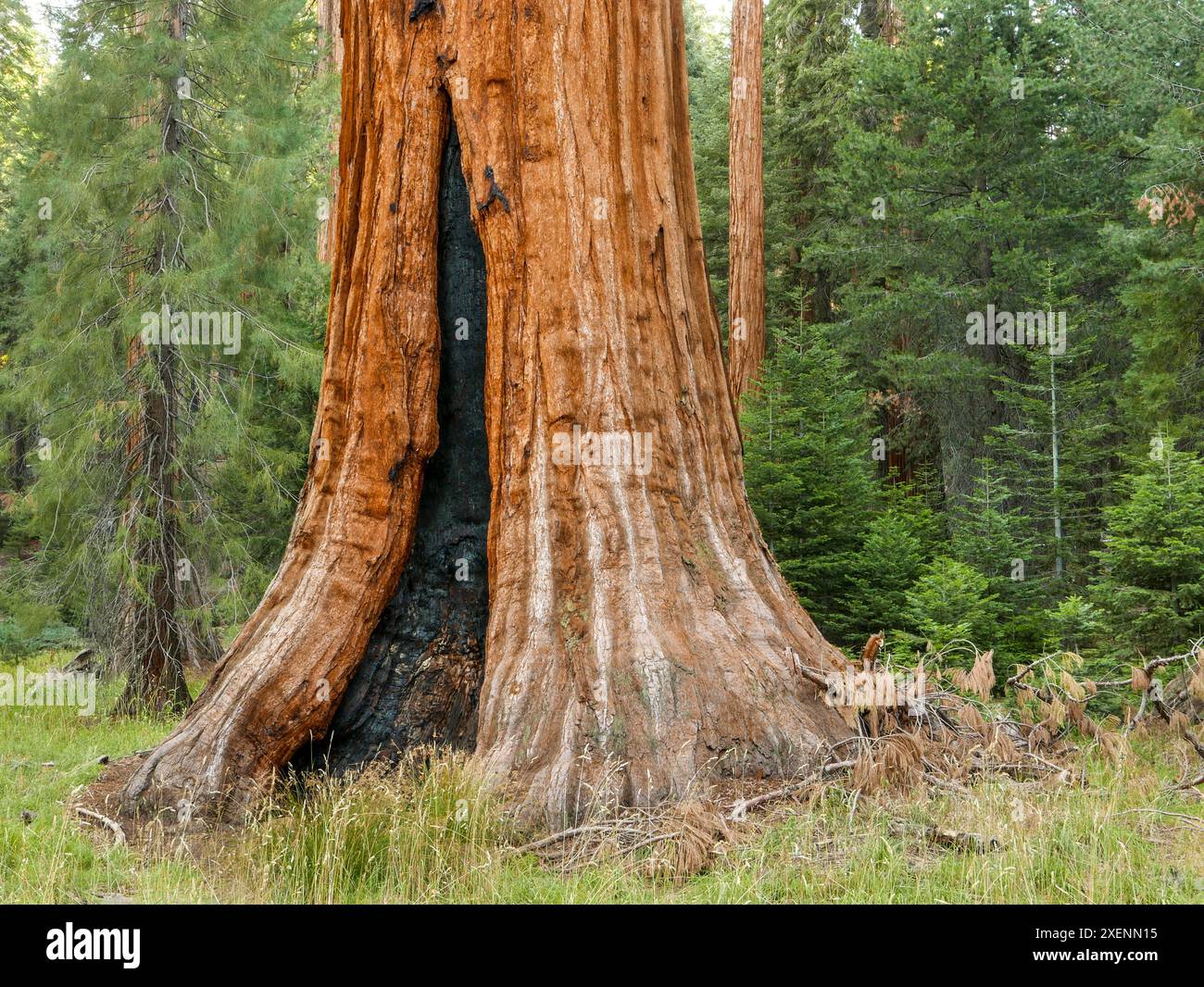 Cicatrice de feu sur la base du séquoia géant, parc national de Sequoia, Californie Banque D'Images