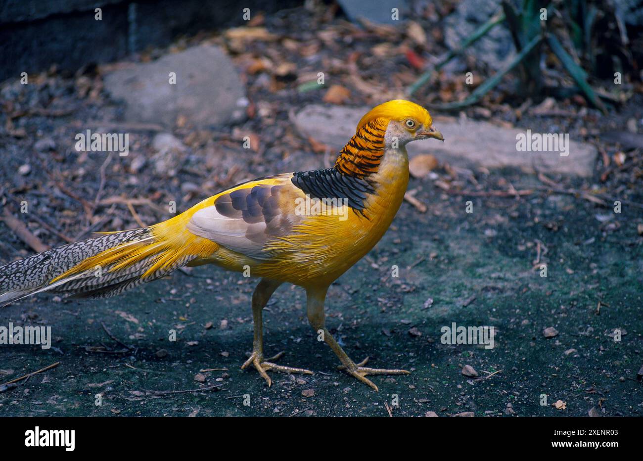 Golden Pheasant, Chrysolophus pictus, World of Birds, Hout Bay, Cape Town, Afrique du Sud Banque D'Images