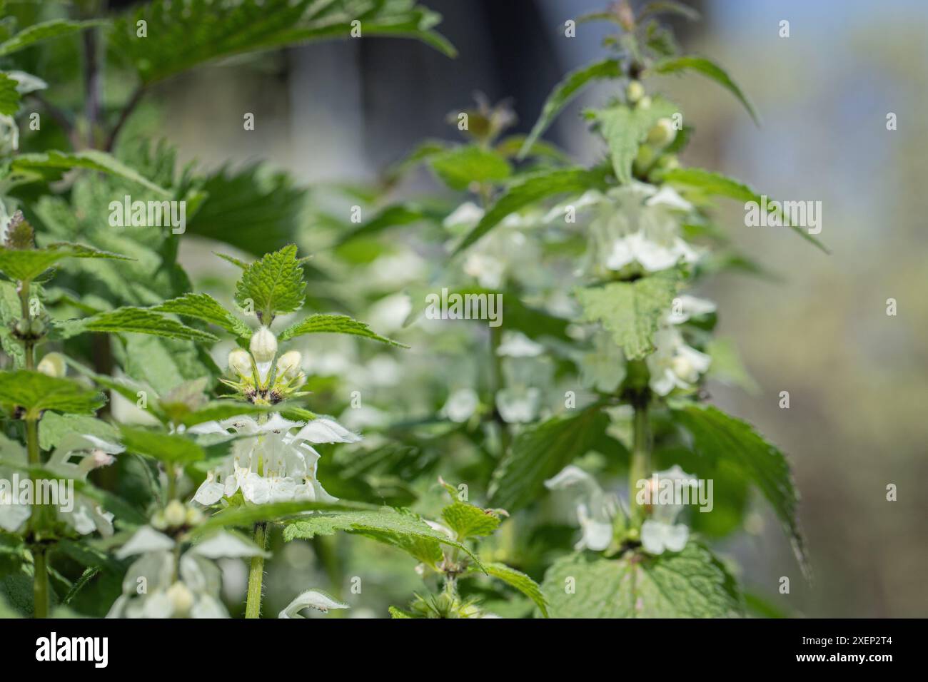 Floraison des tiges de l'ortie blanche (album Lamium). Banque D'Images