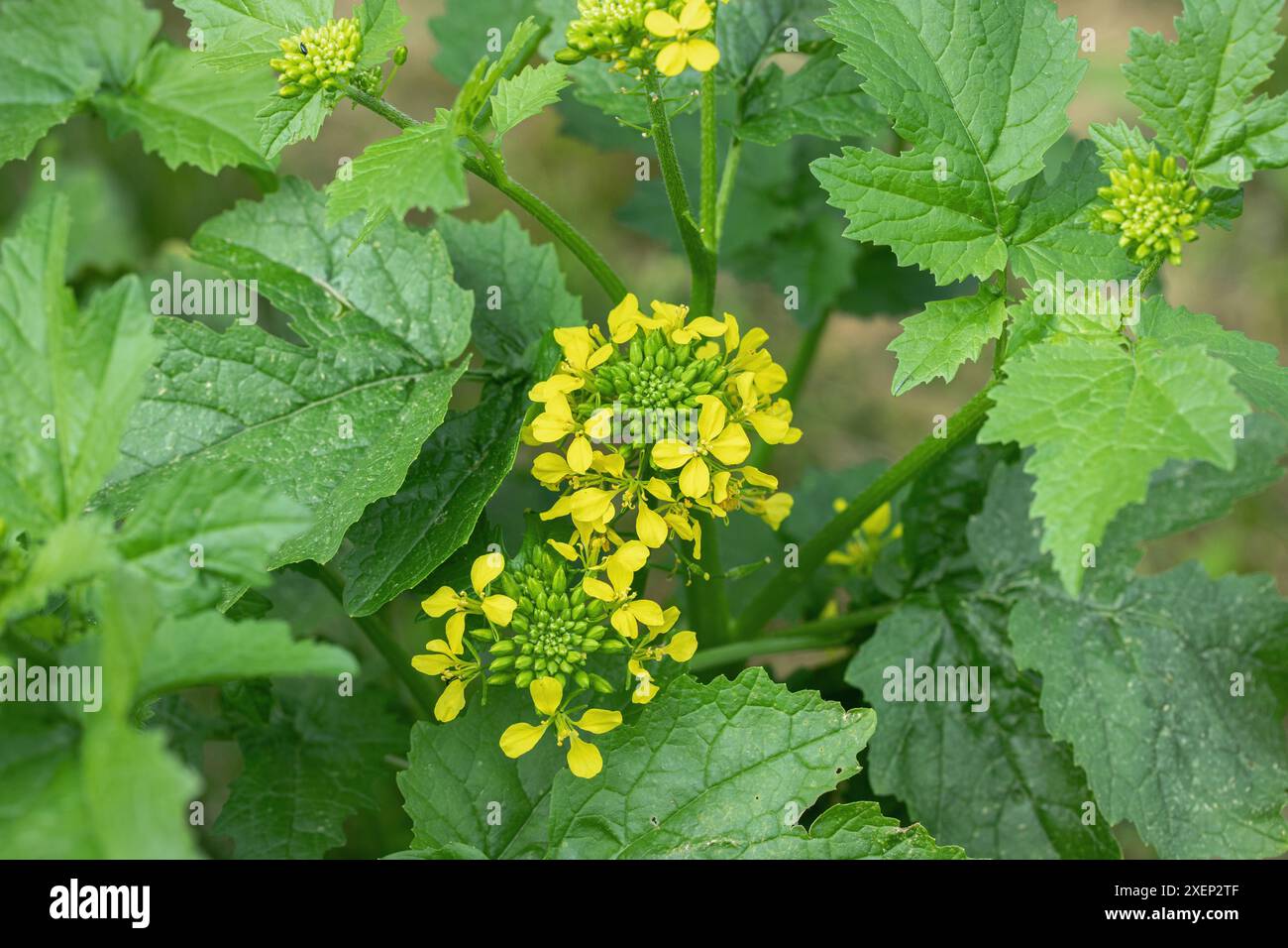 Fleurs jaunes de moutarde blanche (Sinapis alba). Banque D'Images