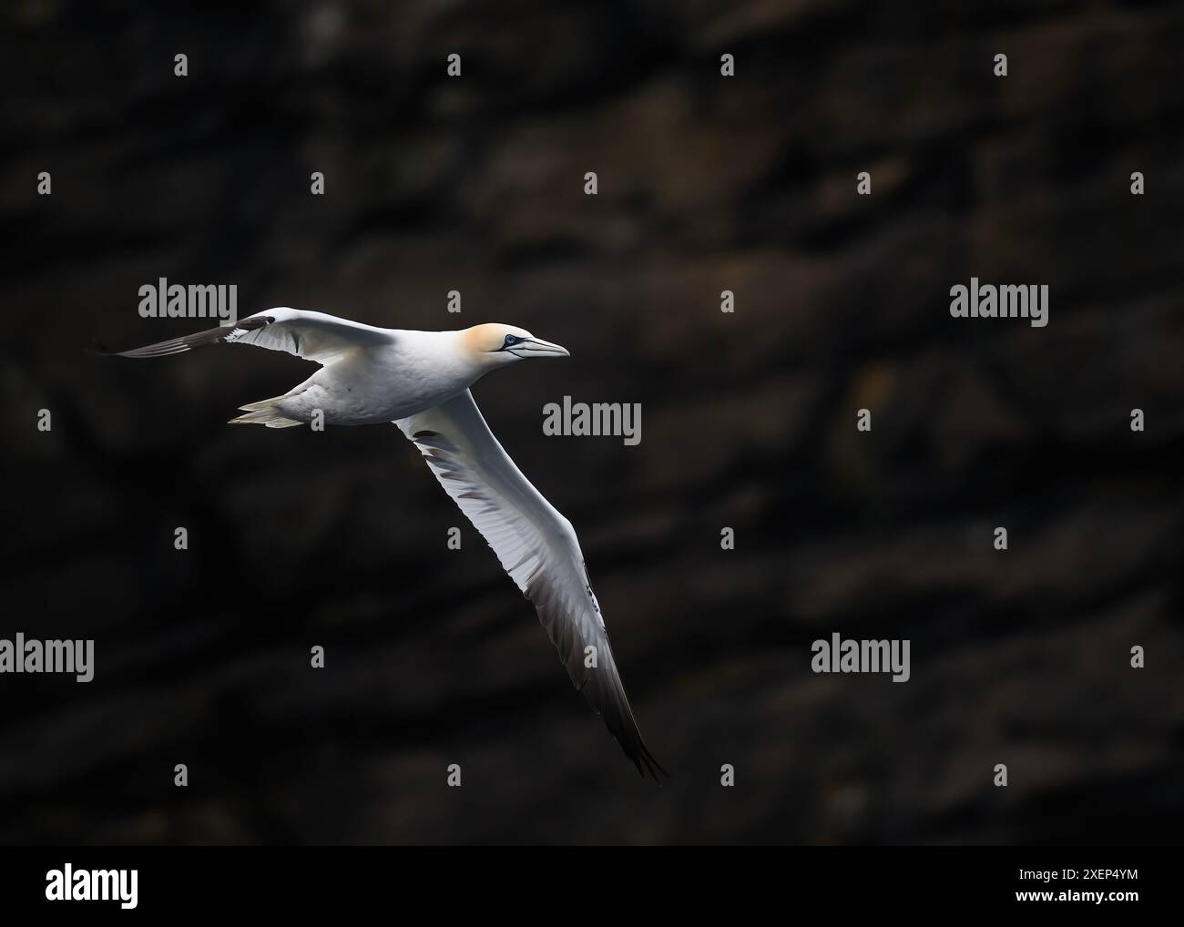 Gannet (Morus bassanus), en vol, Noss NNR, Shetland. Banque D'Images