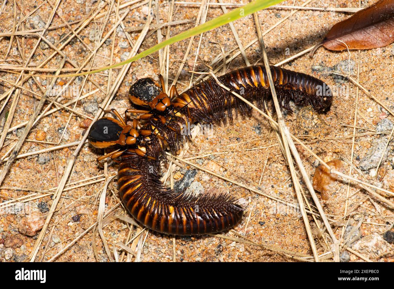 Le Millipede Assassin est nocturne et se nourrit exclusivement de millipèdes. Ils se nourriront grégairement et souvent avec de petites nymphes rouges. Banque D'Images