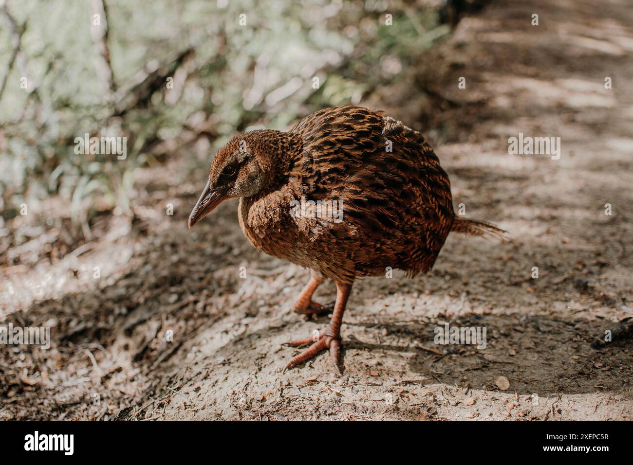 Weka Bird dans l'Abel Tasman NZ Banque D'Images