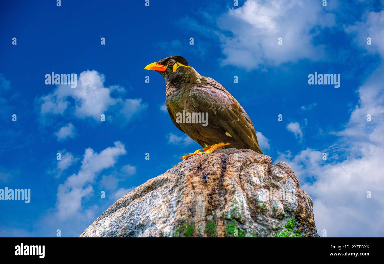 Commune colline Myna sur un rocher Banque D'Images