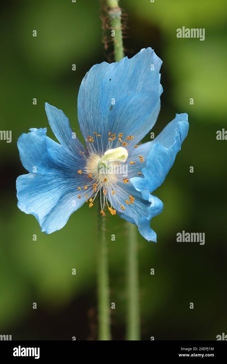 Gros plan d'un coquelicot de l'Himalaya poussant dans un jardin. Banque D'Images