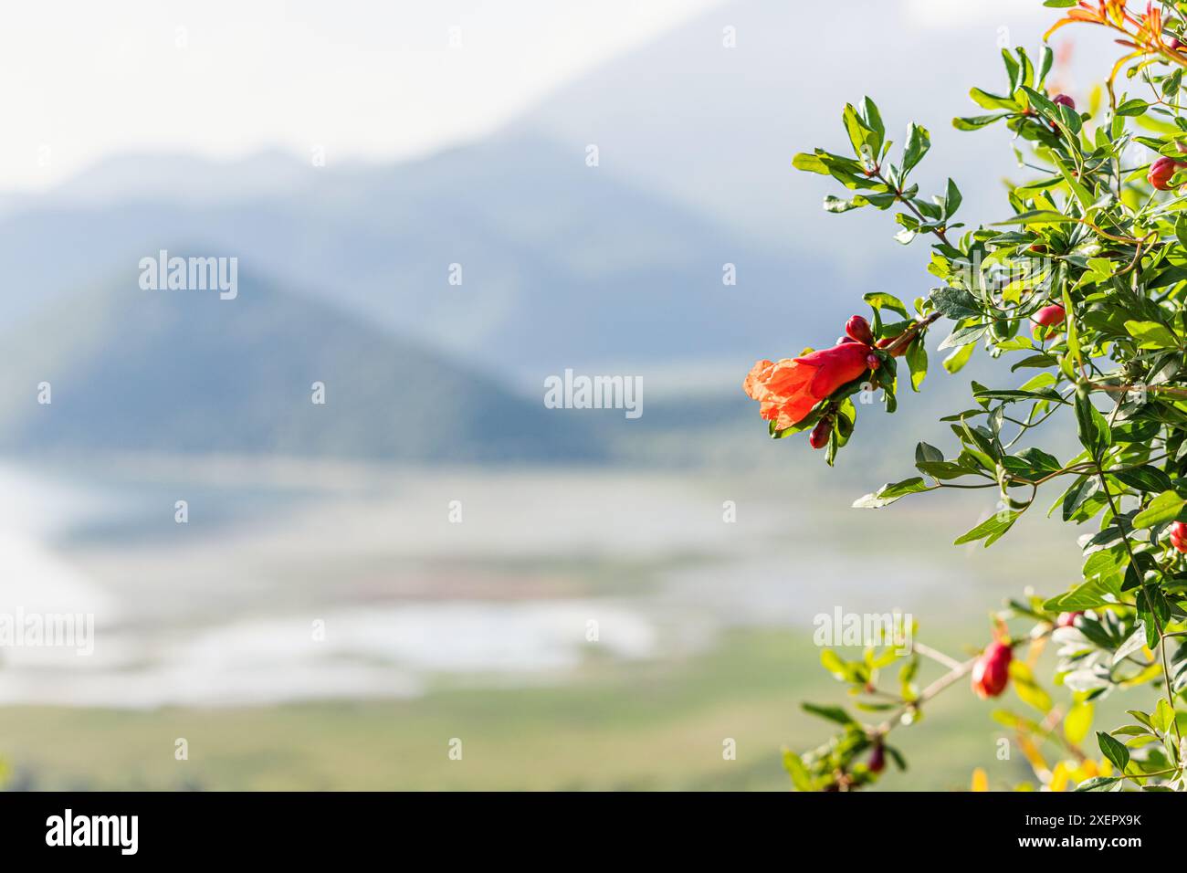 Une fleur est au premier plan d'une chaîne de montagnes Banque D'Images