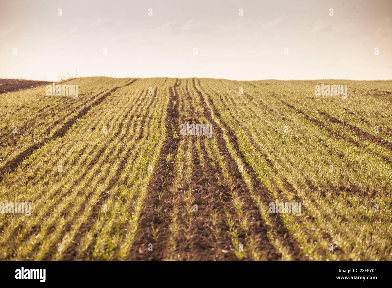 Des champs sillonnés s'étendent à travers le paysage de Voïvodine, Serbie, au début du printemps. Les rangées de sol nouvellement labourées indiquent le début de l'ag Banque D'Images