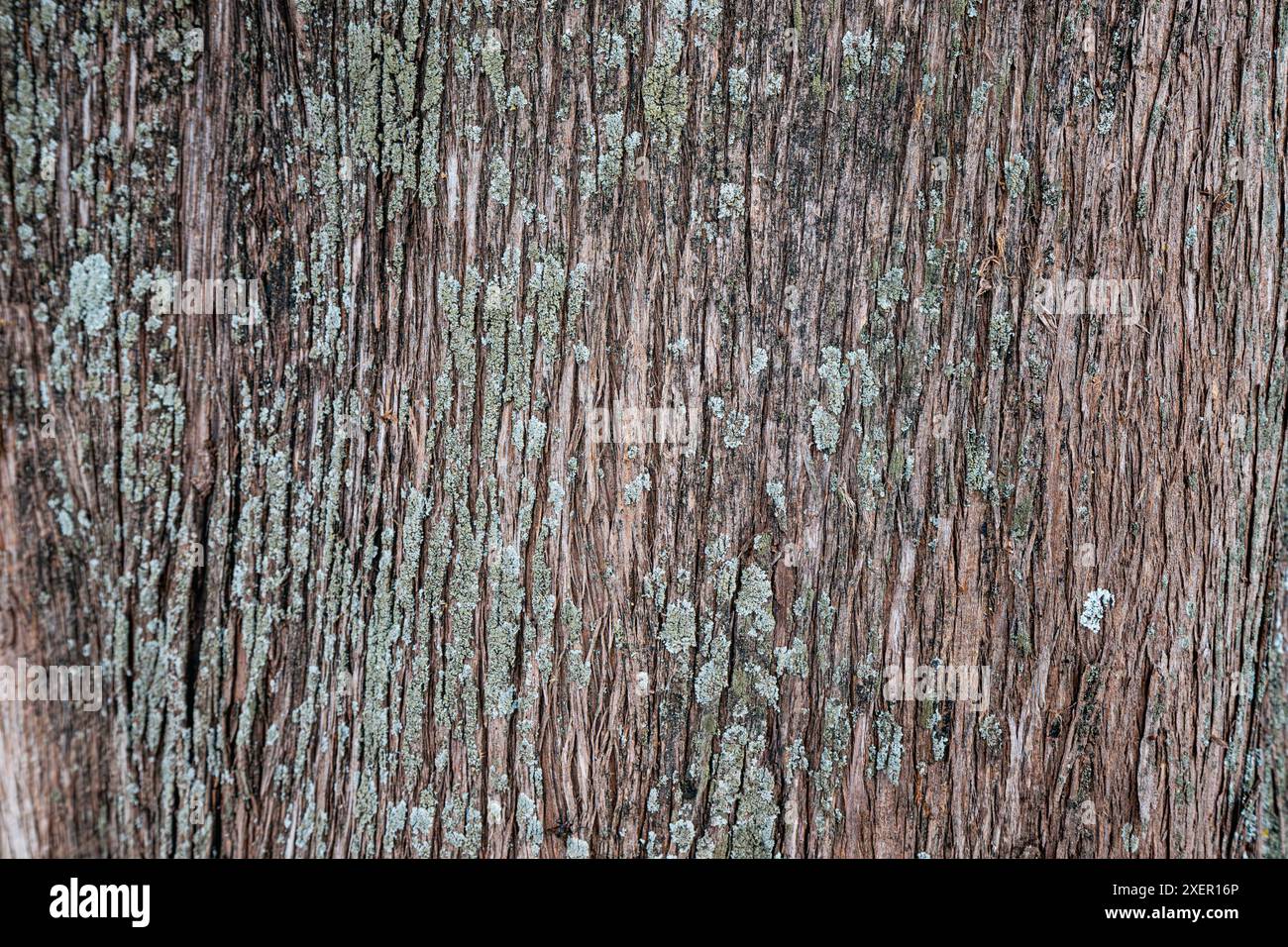 Gros plan d'écorce de cyprès texturée dans un cadre forestier boisé. Banque D'Images