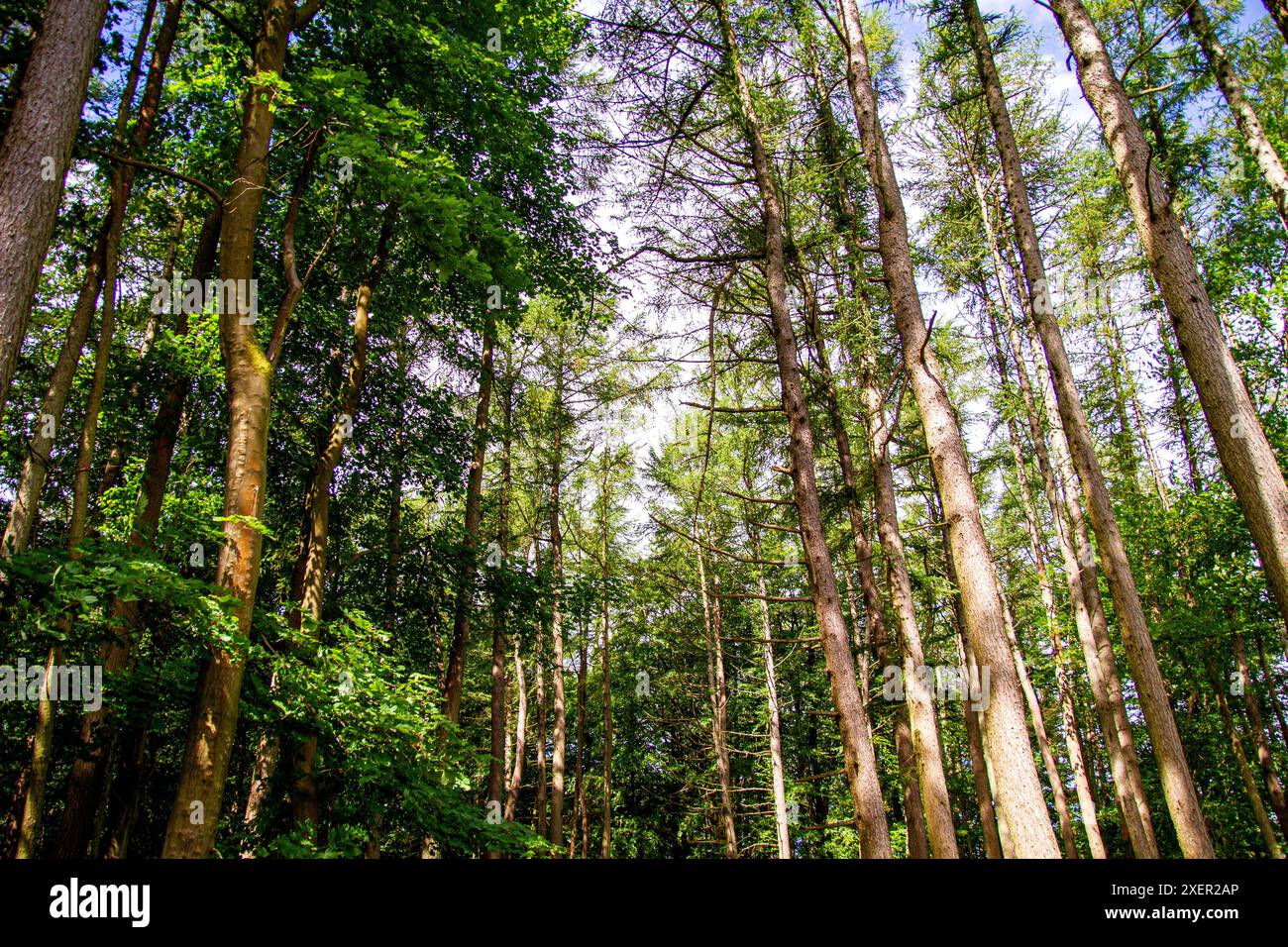 Dundee, Tayside, Écosse, Royaume-Uni. 29 juin 2024. Météo Royaume-Uni : le soleil d'été et le vent bleuté à Dundee Templeton Woods offre des rafales de soleil époustouflantes à travers les arbres, ainsi qu'un feuillage vert vibrant et une variété de plantes forestières. Crédit : Dundee Photographics/Alamy Live News Banque D'Images