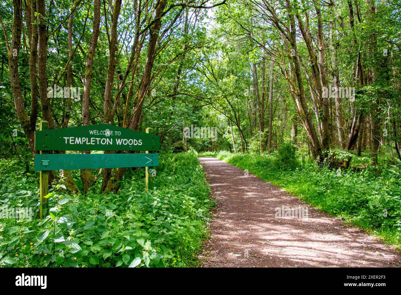 Dundee, Tayside, Écosse, Royaume-Uni. 29 juin 2024. Météo Royaume-Uni : le soleil d'été et le vent bleuté à Dundee Templeton Woods offre des rafales de soleil époustouflantes à travers les arbres, ainsi qu'un feuillage vert vibrant et une variété de plantes forestières. Crédit : Dundee Photographics/Alamy Live News Banque D'Images