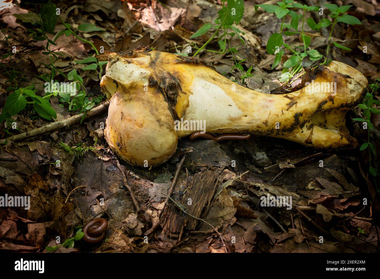 les restes d'os d'animaux pourris dans la forêt, sert de festin pour divers insectes, millipèdes et petits animaux Banque D'Images
