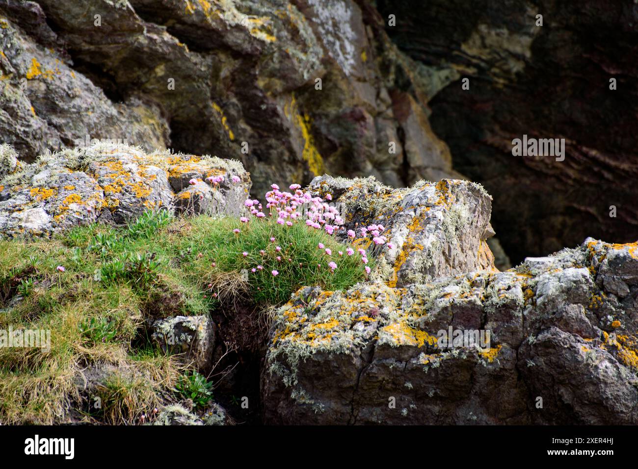Promenade dans la falaise sur la péninsule de Howth, Suton Shore, Dublin, Republica of Ireland. La friperie de mer ou l'Armeria Maritima fleurit sur le rocher Banque D'Images