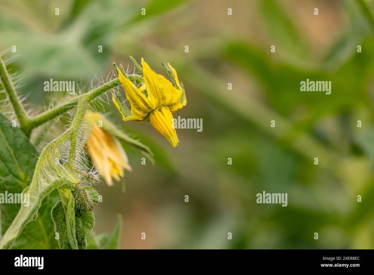 Fleur jaune fleurissant sur la plante de tomate. Jardinage, produits biologiques et concept de jardin maison. Banque D'Images