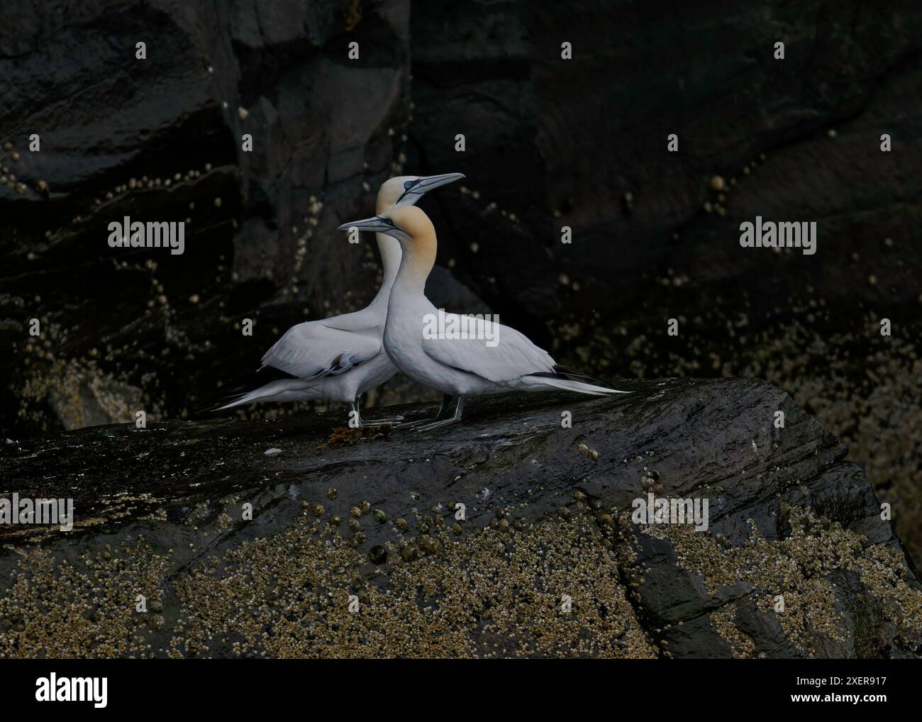 Gannet (Morus bassanus), Noss NNR, Shetland. Banque D'Images