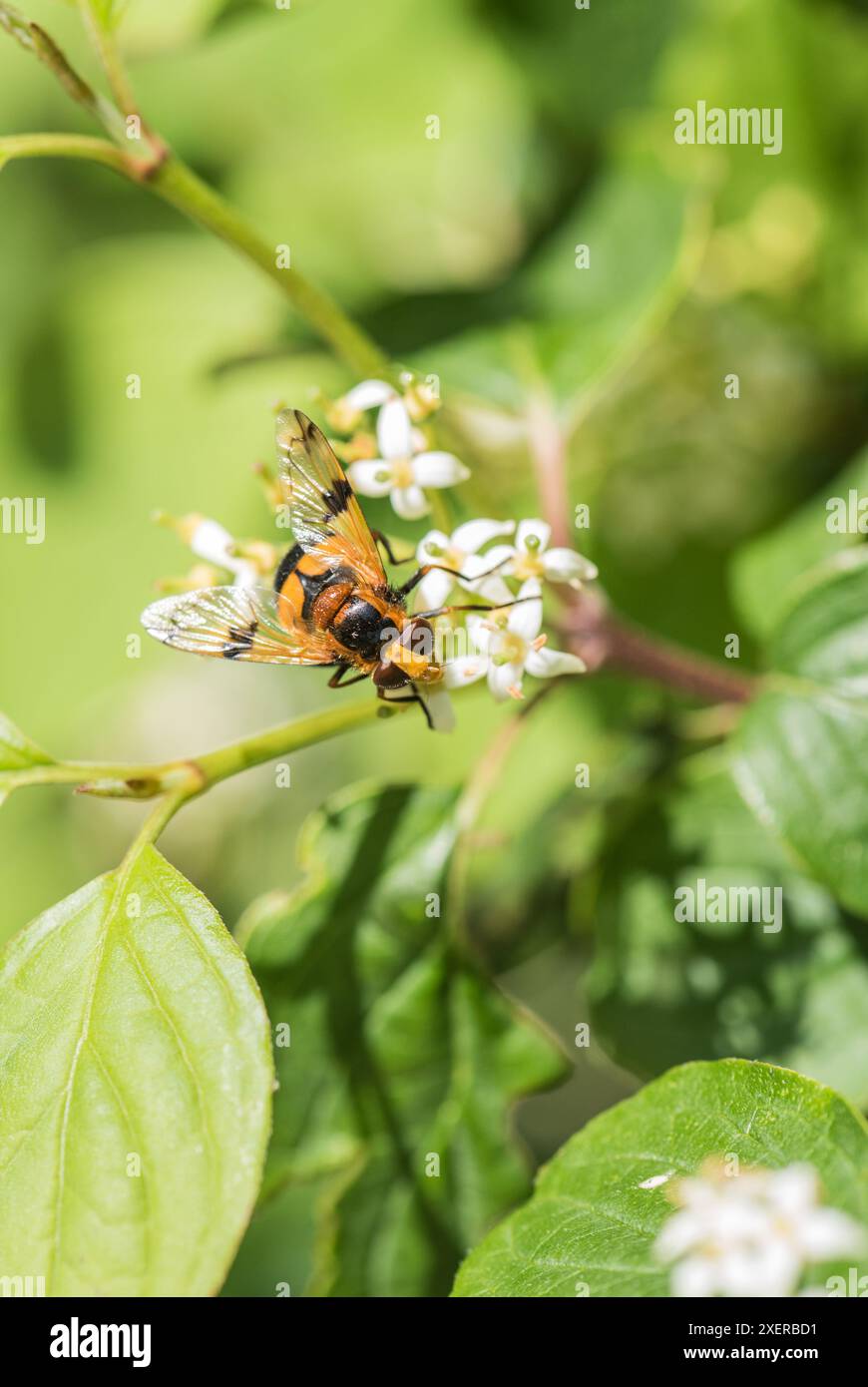 Un hoverfly, Volucella inflata sur Ham Common, Surrey Banque D'Images