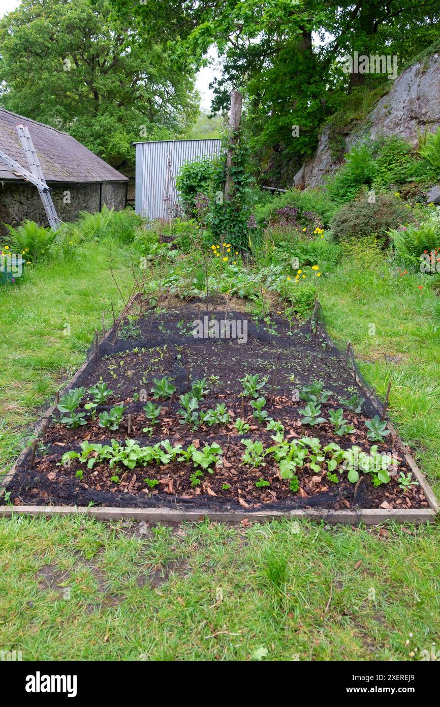 Filet noir étiré sur des plantules surélevées dans un jardin printanier dans le Carmarthenshire pays de Galles Royaume-Uni mai 2024 KATHY DEWITT Banque D'Images