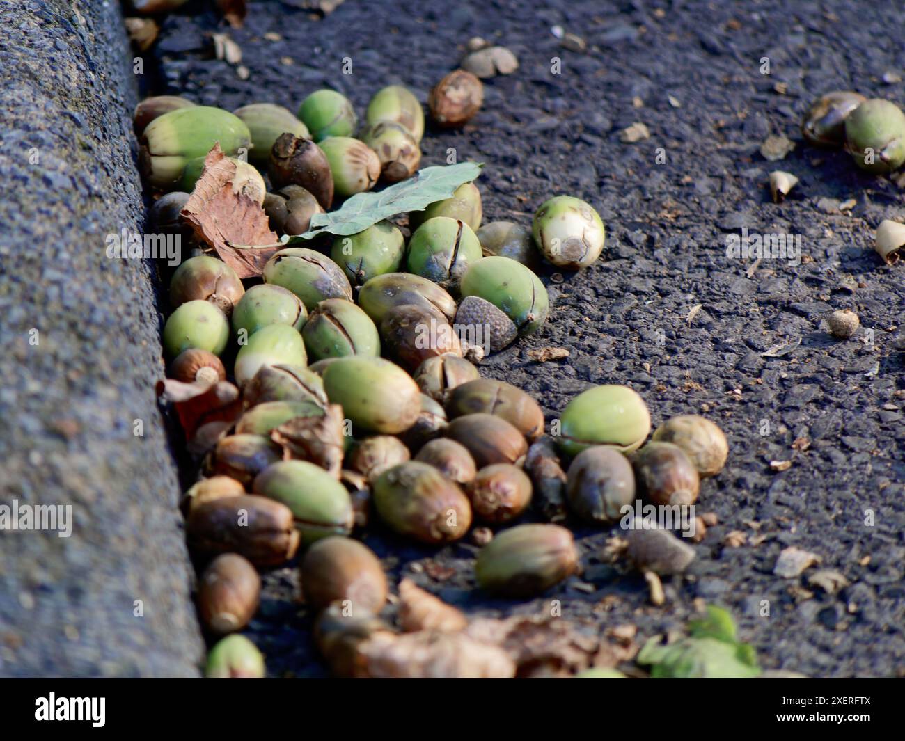 Des glands tombés se trouvent sur le bord de la route, en partie déjà éclatés. Banque D'Images