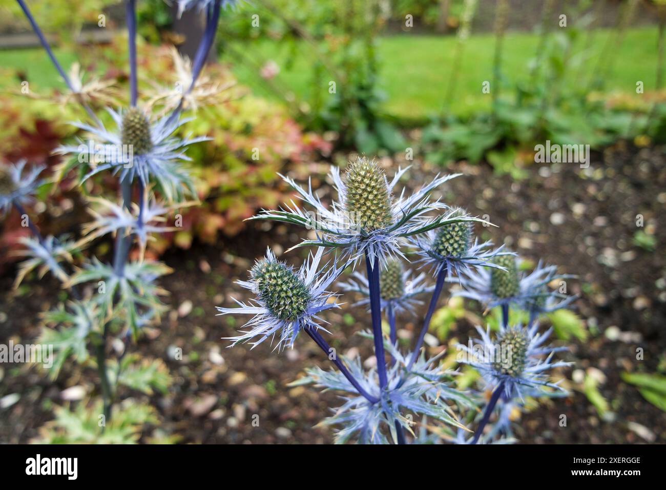 Chardons écossais la plante nationale écossaise fleurit à Inverewe Gardens, sur la côte nord-ouest de l'Écosse. Un arrêt touristique populaire sur la NC500 Banque D'Images
