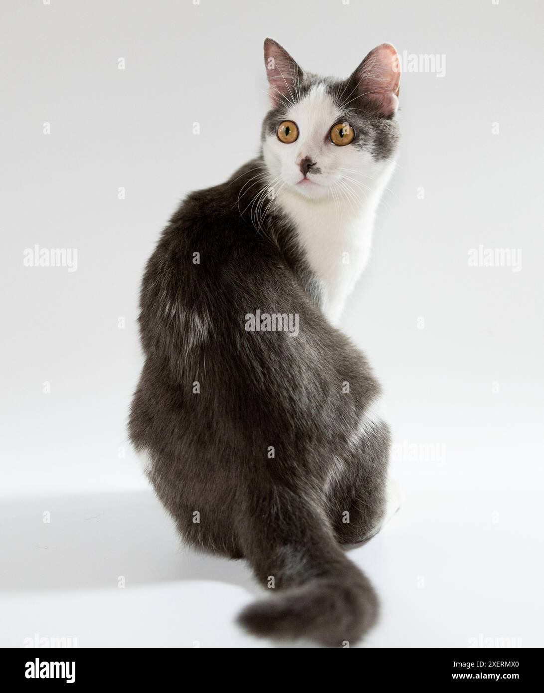 Portrait d'un beau chat gris-blanc avec de grands yeux jaunes et ambrés. Le chat est assis sur un fond blanc. Vue de l'arrière. Un regard attentif. Banque D'Images