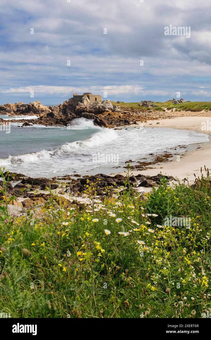 Vue sur une plage de sable dans la petite baie de Fort Pembroke avec fleurs sauvages fleurissant sur le rivage. Chouet, Guernesey, Îles Anglo-Normandes, Royaume-Uni, Grande-Bretagne Banque D'Images