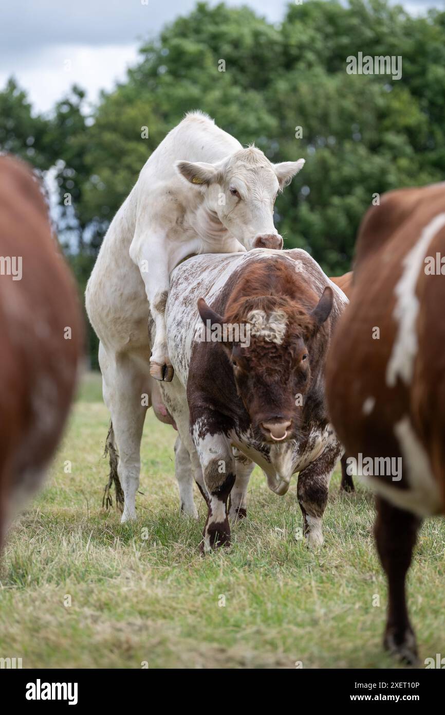 Vache sautant sur le dos d'un taureau, un signe qu'elle est en saison, ou Bulling et prêt pour l'accouplement. Banque D'Images