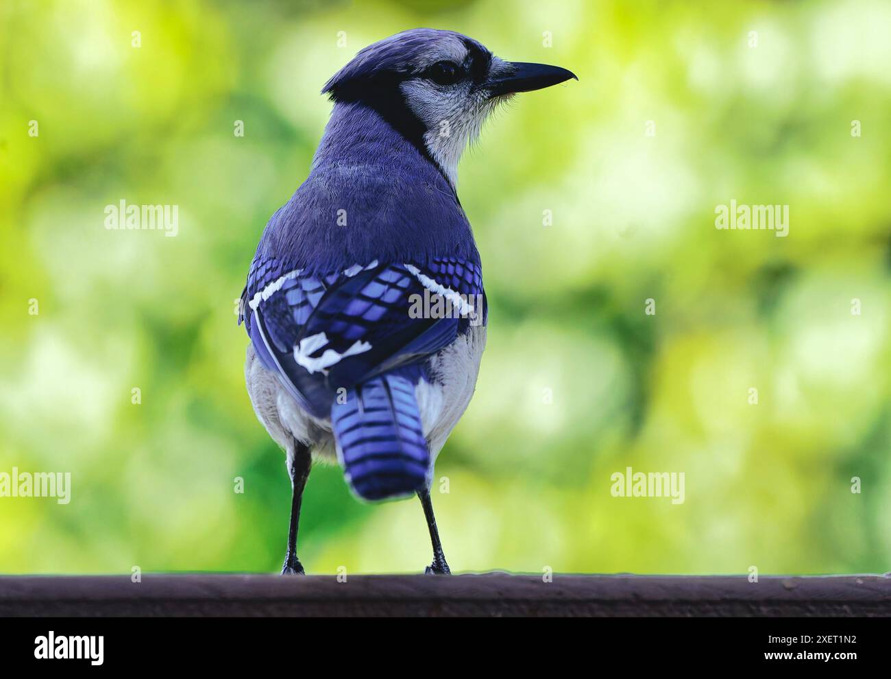 Un Bluejay arrive sur le pont Banque D'Images