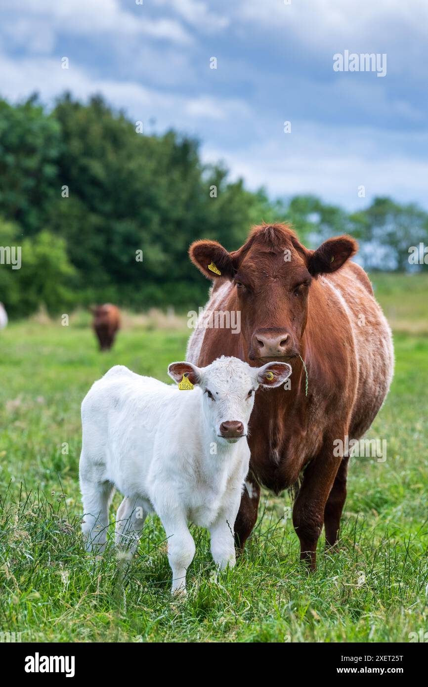Pedigree roan couleur boeuf Shorthorn vache avec un veau blanc pur au pied. Peterborough, Royaume-Uni Banque D'Images
