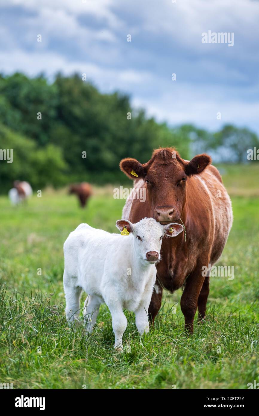 Pedigree roan couleur boeuf Shorthorn vache avec un veau blanc pur au pied. Peterborough, Royaume-Uni Banque D'Images