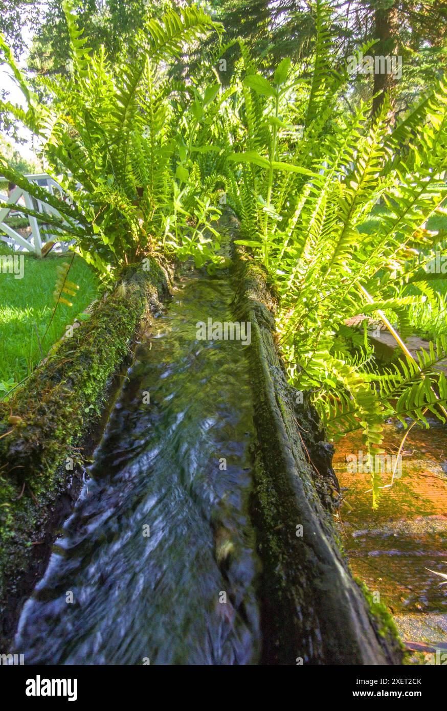 Plantes qui poussent d'un canal fait d'une vieille bûche évidée. Mise au point sélective Banque D'Images