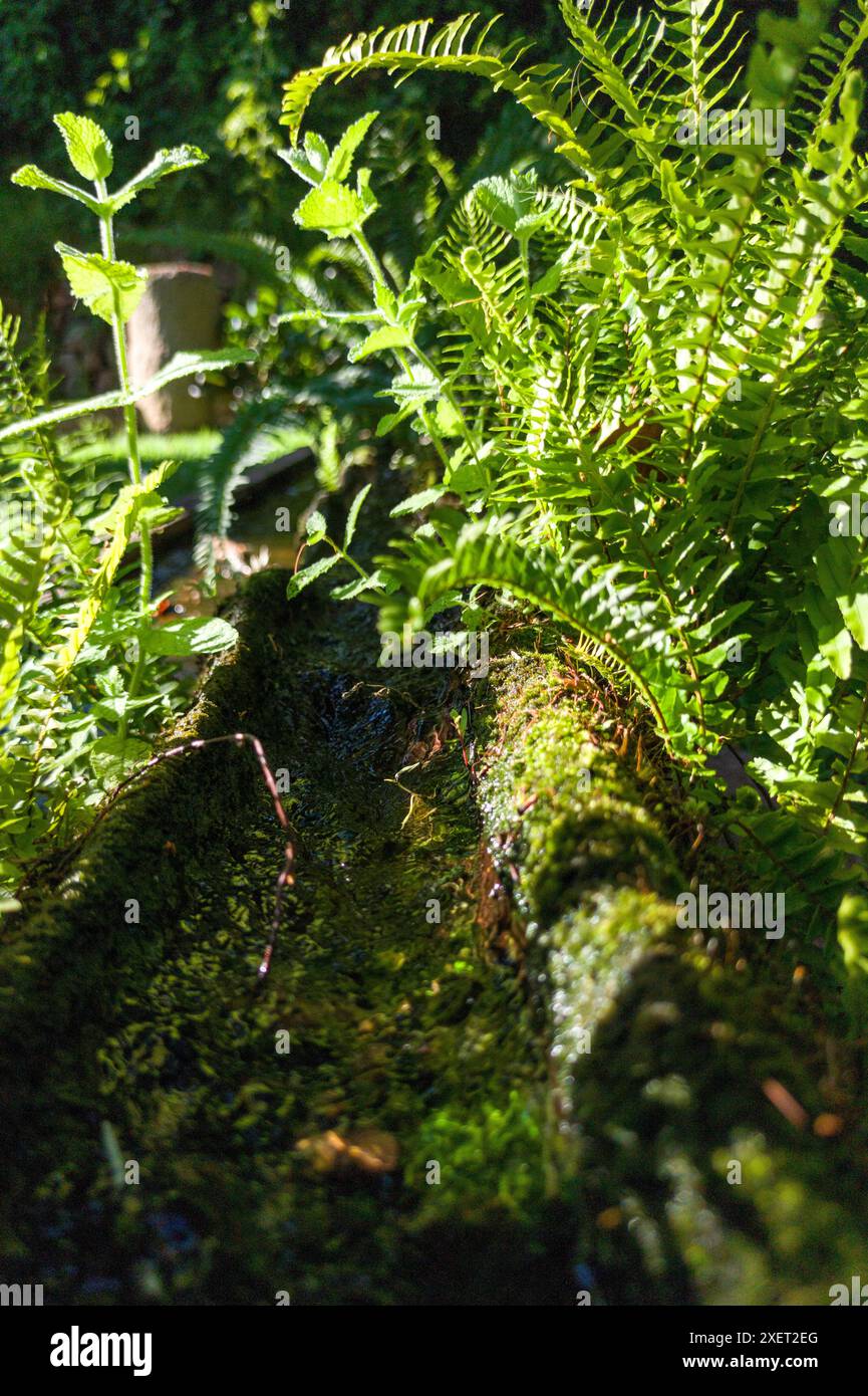 Plantes qui poussent d'un canal fait d'une vieille bûche évidée. Mise au point sélective Banque D'Images