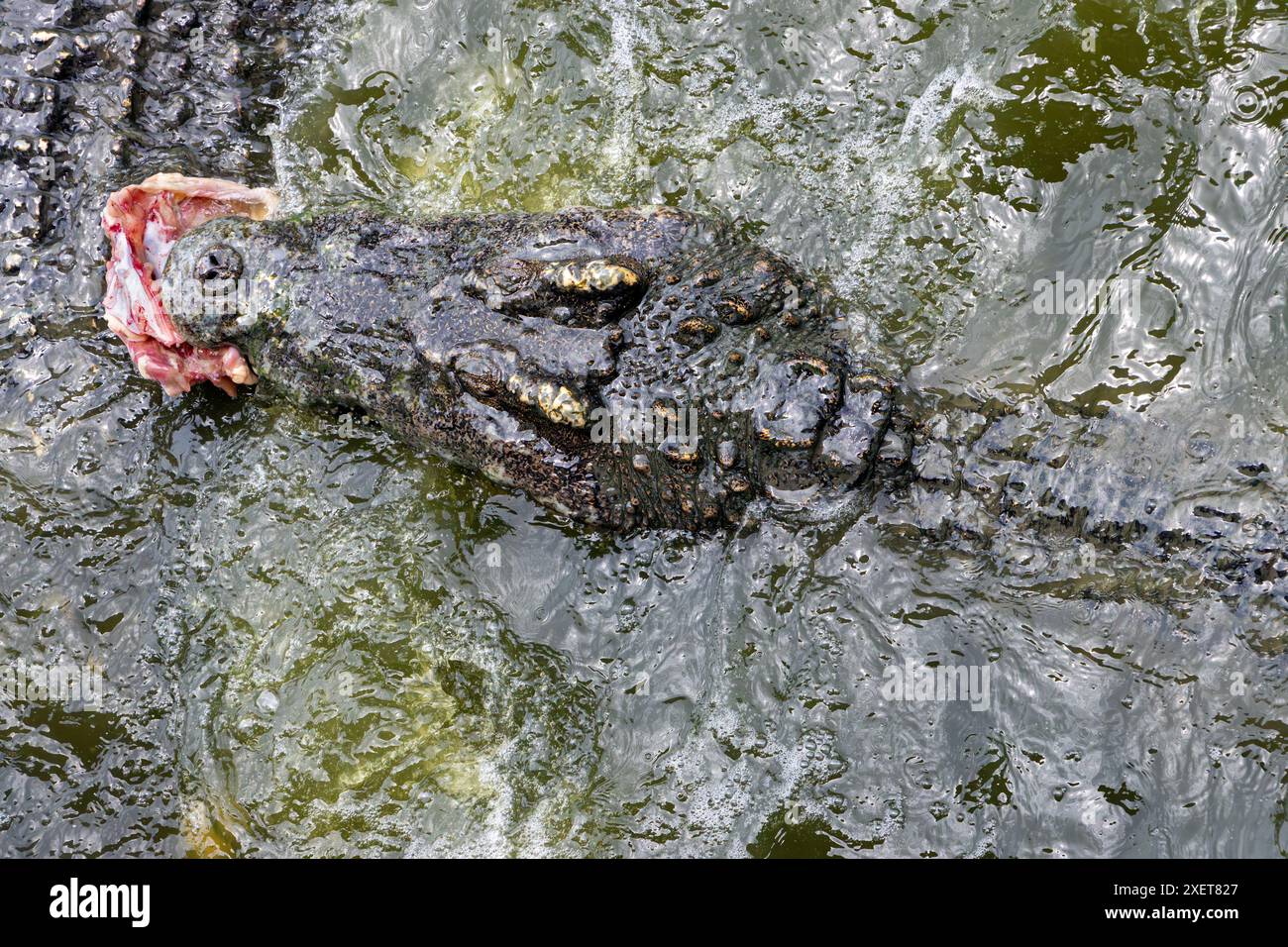 Un crocodile nage avec de la viande dans ses mâchoires Banque D'Images