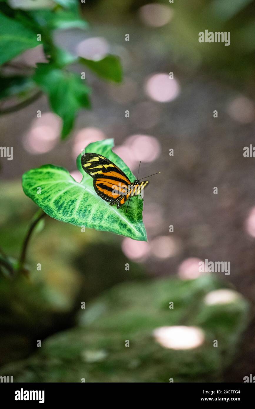 Heliconius ismenius, l'Ismenius ou tiger tiger heliconian, est un papillon de la famille des Riodinidae et trouvés en Amérique centrale et dans le nord de l'Amer Banque D'Images