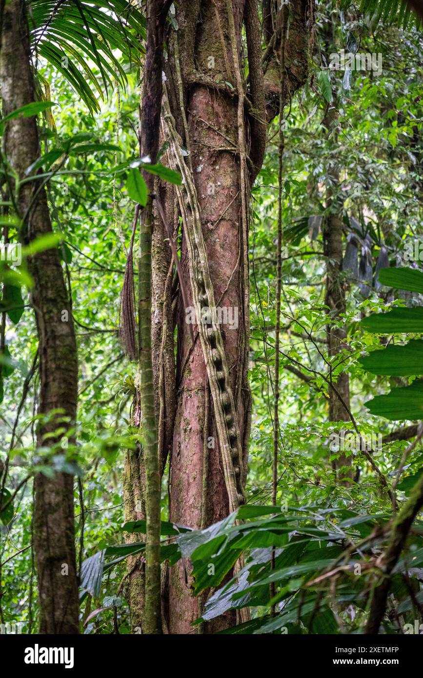 Échelle naturelle enroulant sur un tronc d'arbre dans la forêt tropicale, Parc national du volcan Arenal, Costa Rica, Amérique centrale Banque D'Images