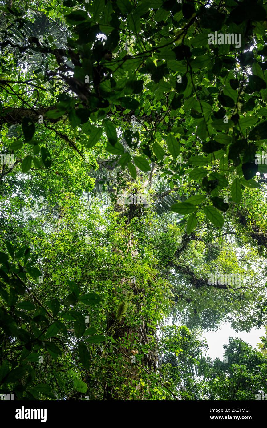 Forêt tropicale, Mistico Hanging Bridge Park, Costa Rica, Amérique centrale Banque D'Images