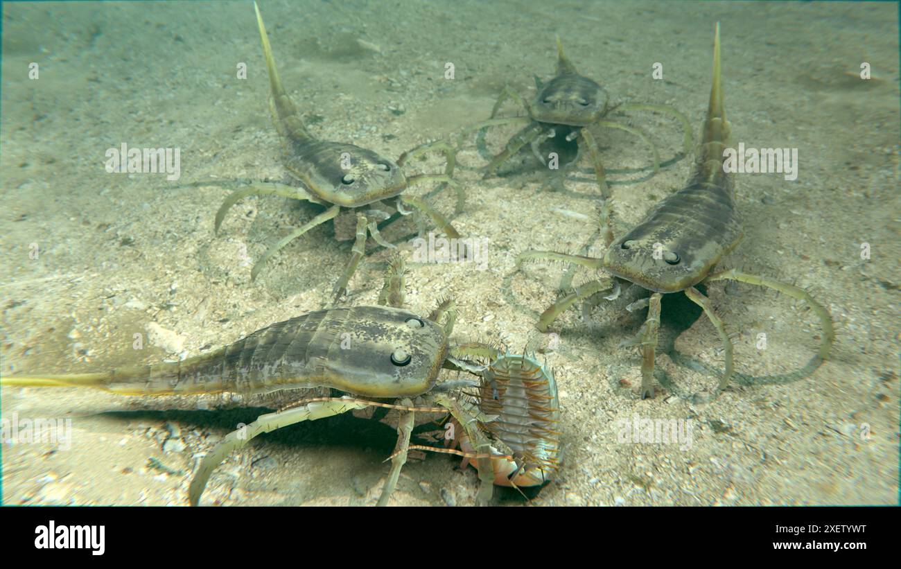 Une illustration des euryptérides éteints Kokomopterus (scorpions de mer) récupérant un trilobite mort sur un fond de lac trouble il y a 418 millions d'années. Banque D'Images