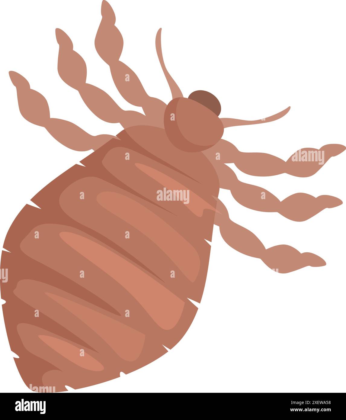 Insecte pou avec de nombreuses jambes propageant l'infection par succion de la peau mordante Illustration de Vecteur