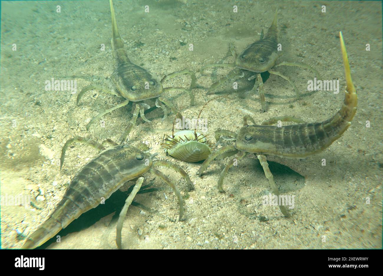 Une illustration des euryptérides éteints Kokomopterus (scorpions de mer) récupérant un trilobite mort sur un fond de lac trouble il y a 418 millions d'années. Banque D'Images
