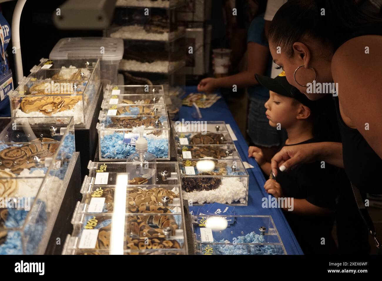 Los Angeles, États-Unis. 29 juin 2024. Les visiteurs voient des serpents à la foire LA Pet à Pomona, comté de Los Angeles, Californie, États-Unis, le 29 juin, 2024. la foire aux animaux de compagnie a lieu du 29 au 30 juin de cette année. Crédit : Zeng hui/Xinhua/Alamy Live News Banque D'Images