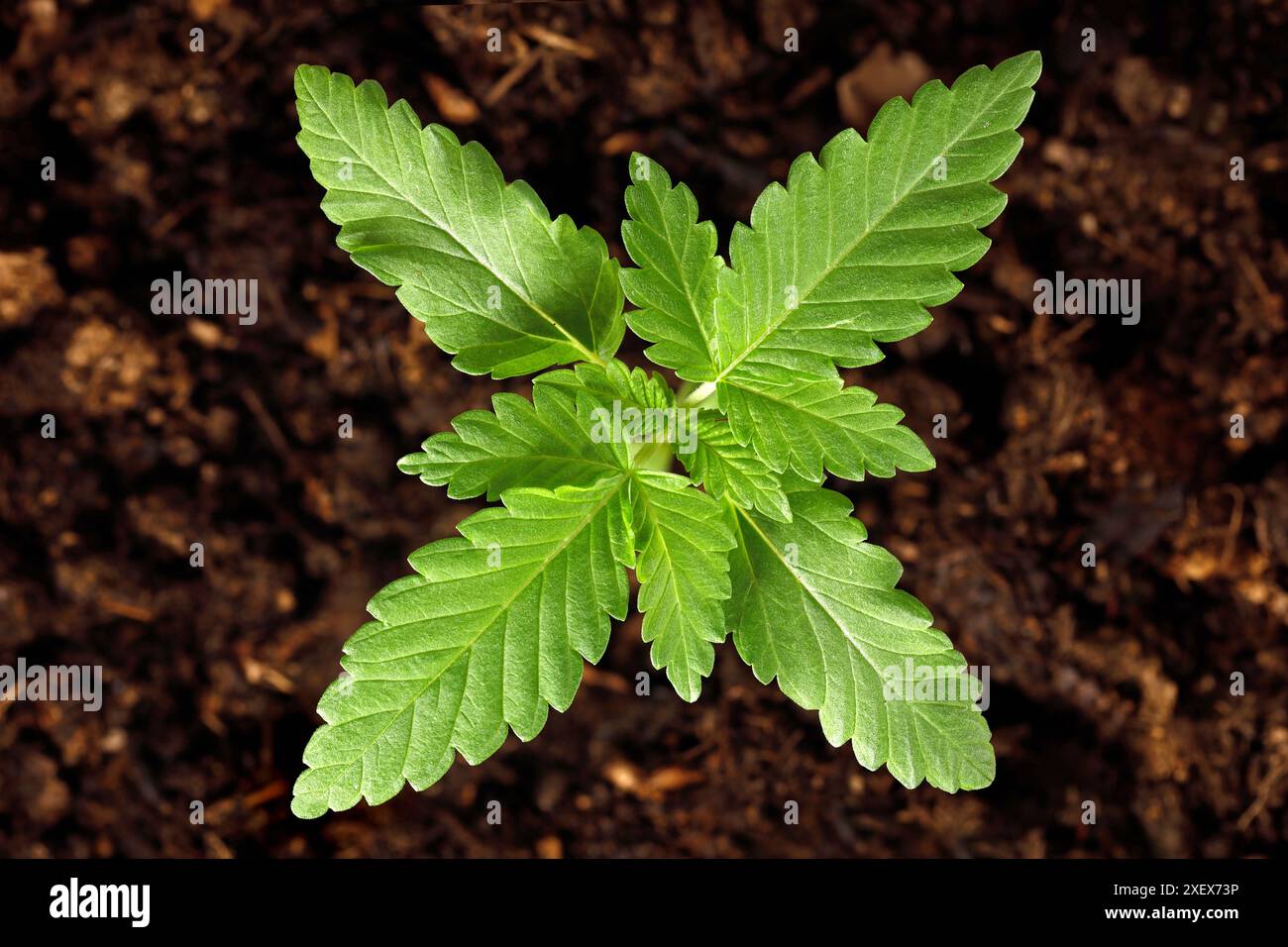 vue de dessus d'une jeune plante de marijuana, cannabis sativa dans le sol, concept de culture à domicile du chanvre Banque D'Images