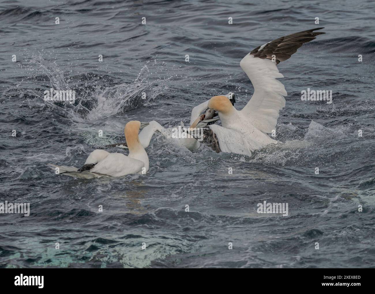 Gannet (Morus bassanus), lutte pour les poissons, Noss NNR, Shetland. Banque D'Images