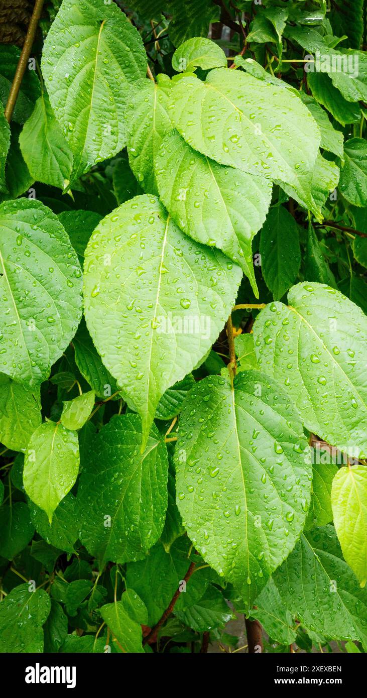 Feuilles vertes fraîches de Schisandra chinensis recouvertes de gouttes d'eau après la pluie. Lames de printemps. Banque D'Images