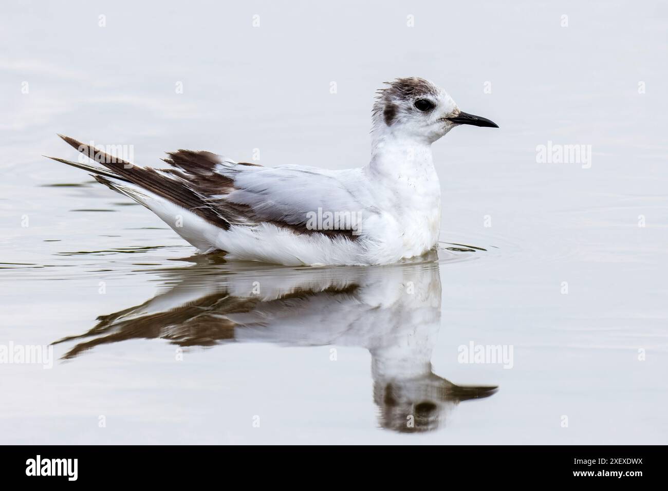 Petite mouette, Hydrocoloeus minutus, plumage non reproductif, Riserva Naturale, Valle canal Novo, Marano Lagunare, Italie du Nord-est Banque D'Images