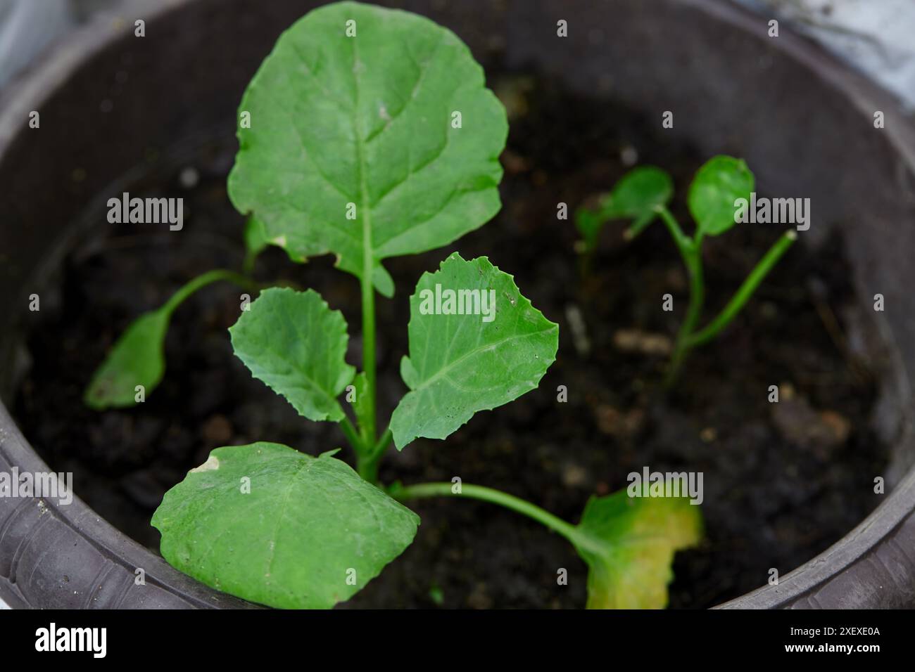 Le chou frisé grandit dans une plante en pot Banque D'Images